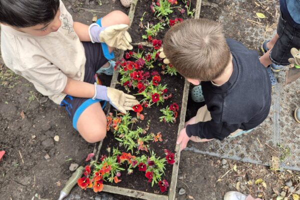Kaiapoi-strawberries